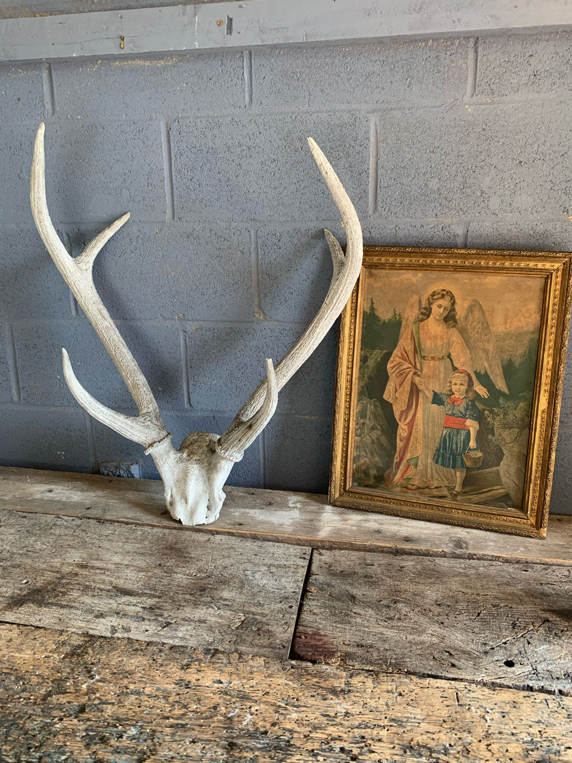 A pair of large white six point antlers