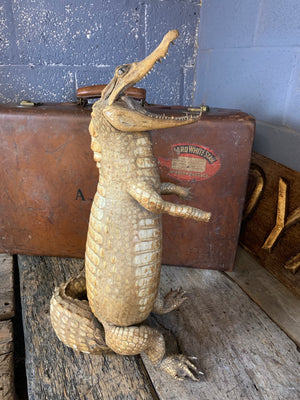 A large anthropomorphic taxidermy crocodile "butler"