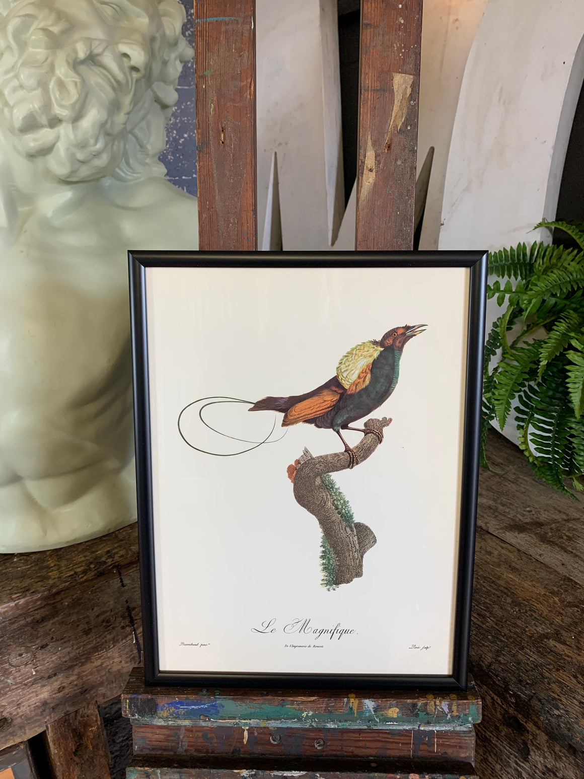 Rare exotic bird framed print 1796-1812- parrot, turaco, bird of paradise, 'tucan'