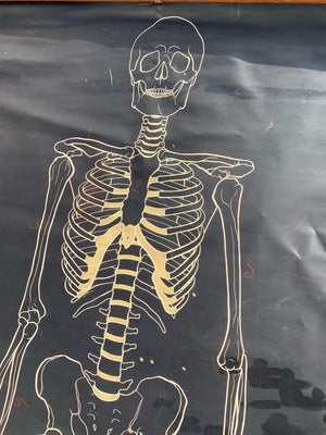 A double sided IVAC anatomical skeleton teaching chart