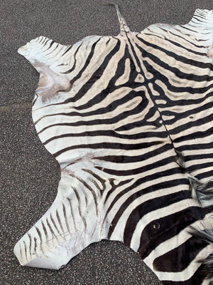 A large taxidermy zebra skin rug