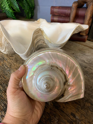 A large mother of pearl Turbo shell - 17.5cm