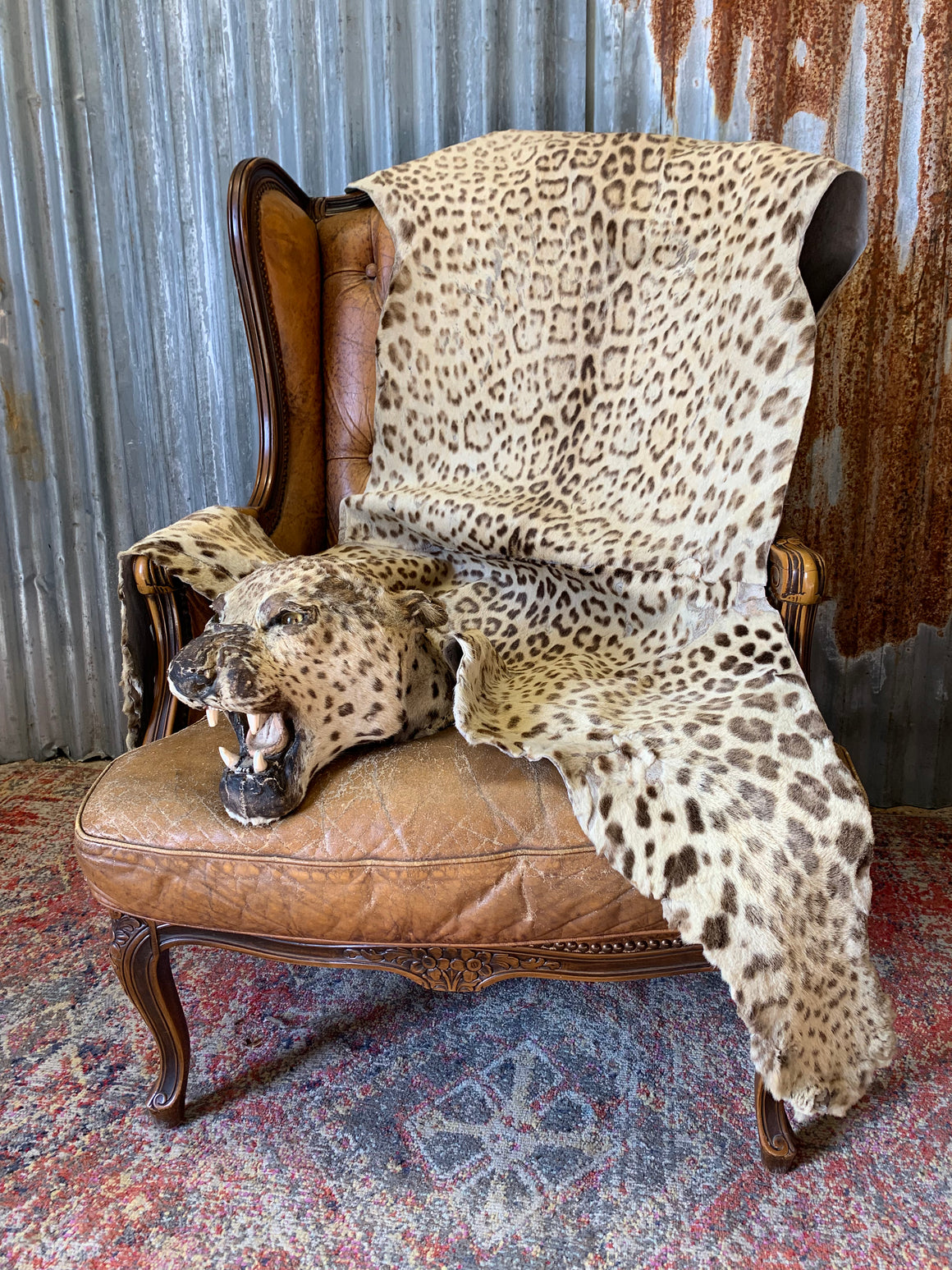 A Victorian taxidermy leopard rug by Roland Ward for Army and Navy
