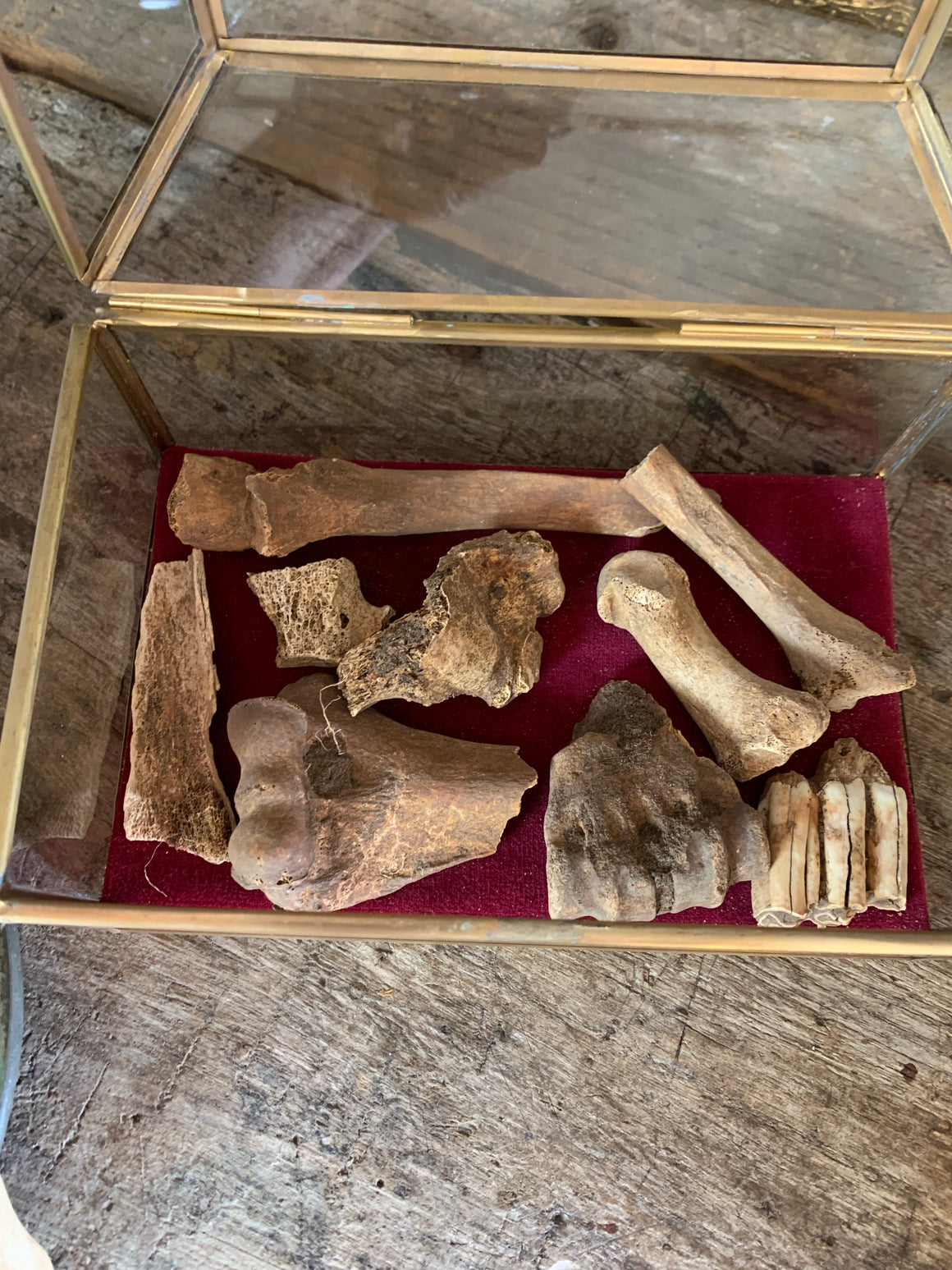 A collection of bone fragments from Dunwich - small case