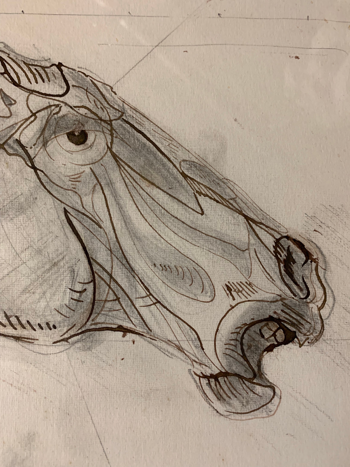 An original Renaissance style anatomical pen and ink drawing of a horse