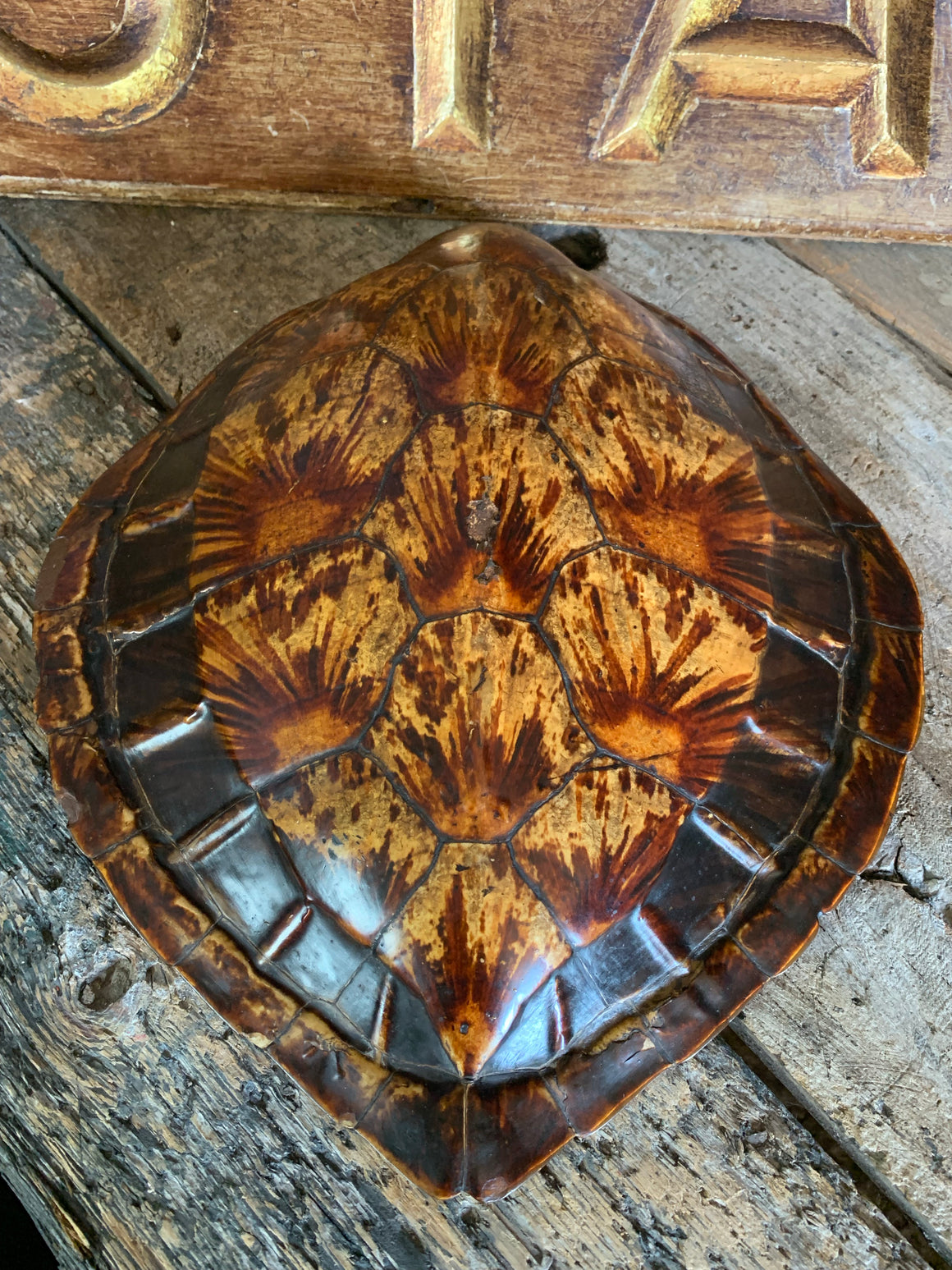 An antique taxidermy turtle shell specimen