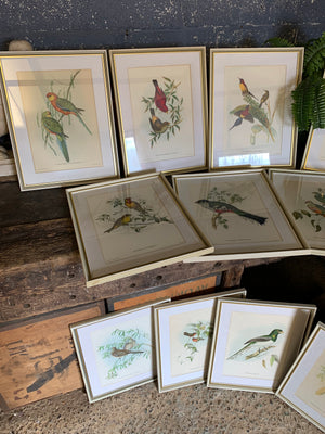 A set of 20 Gould and Richter bird lithographs by Hullmandel and Walton