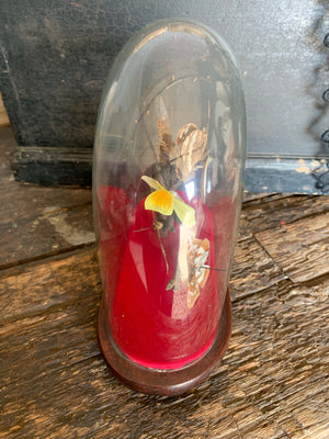 A Victorian entomology taxidermy display under a glass dome ; butterfly, moth, beetle, dragonfly, cicada