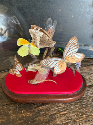 A Victorian entomology taxidermy display under a glass dome ; butterfly, moth, beetle, dragonfly, cicada