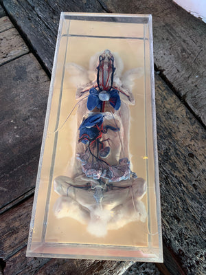 A dissected wet specimen of a white rabbit.