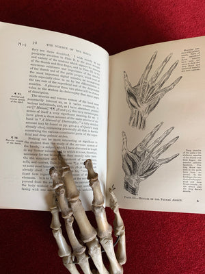 Antiquarian book ‘The Science of The Hand’ by D'Arpentigny 1895- Palmistry interest