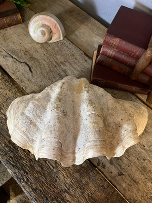 A Giant Clam Shell specimen (Tridacna Gigas)- 54cm