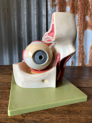 A Somso anatomical eye model on stand from Adam Rouilly