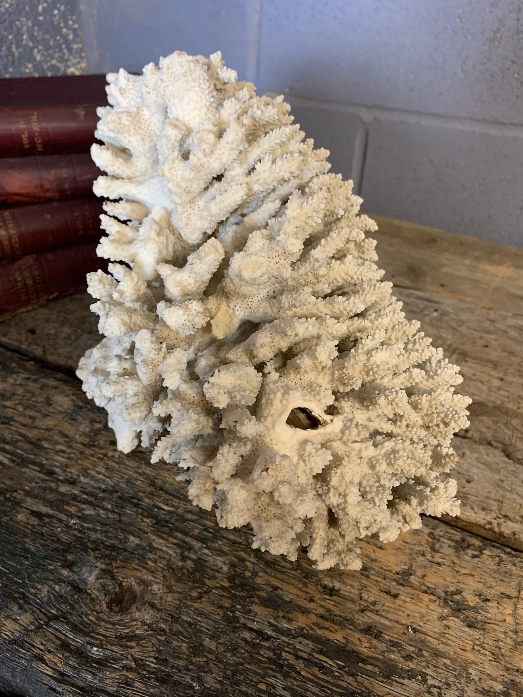 A very large coral natural history specimen - 43cm - Belle and Beast  Emporium