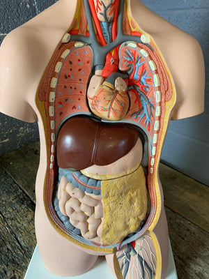 An anatomical model of the torso by Philip Harris