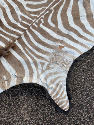 A large taxidermy zebra skin rug