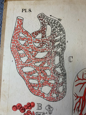 An early anatomical teaching chart by H Aschehoug and Co, Oslo