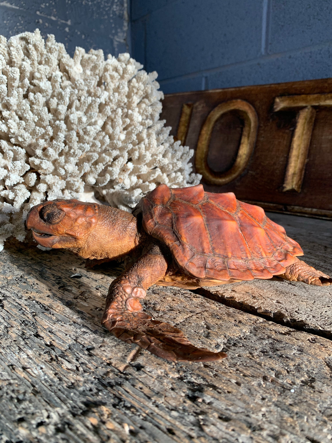 An antique mounted taxidermy turtle specimen
