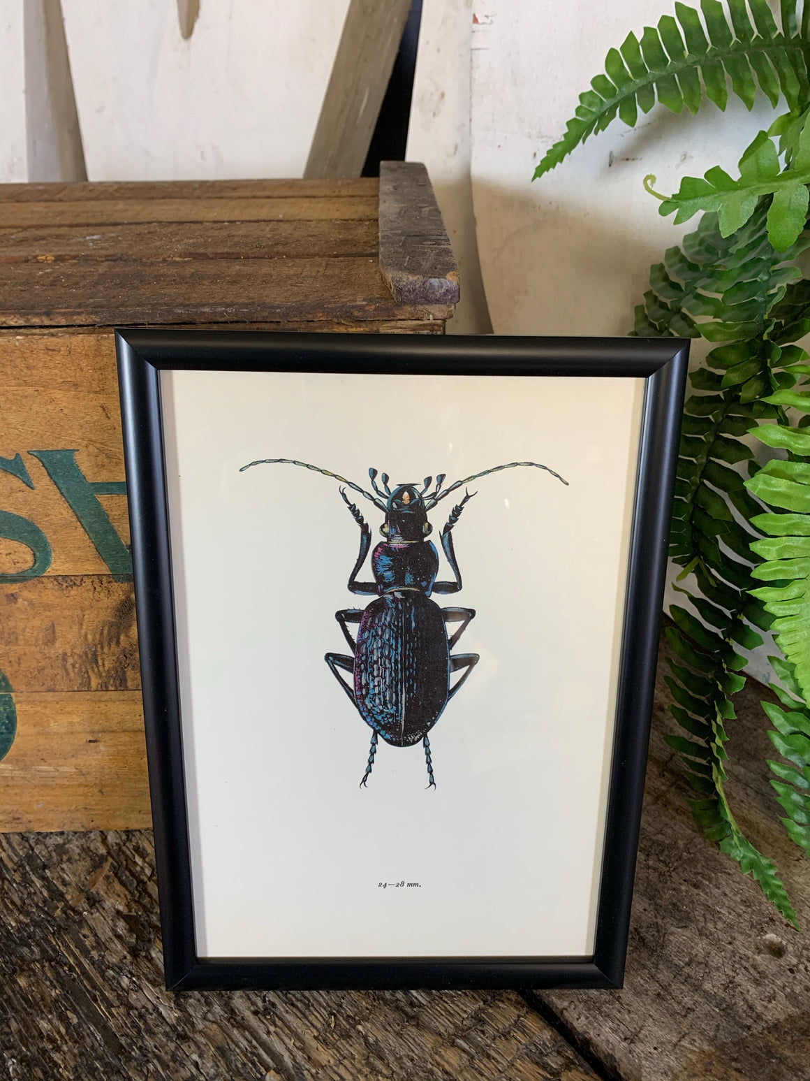 An original beetle bookplate print- Insect interest