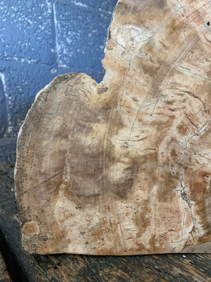 A large ancient petrified wood specimen ~ 1