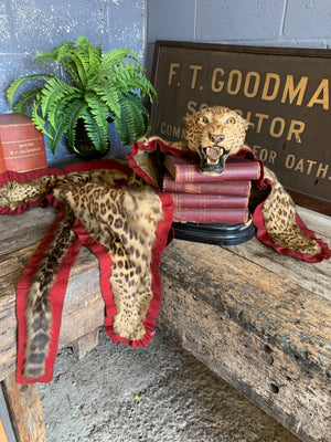 A Victorian taxidermy leopard rug