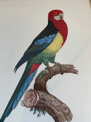 Rare exotic bird framed print 1796-1812- parrot, turaco, bird of paradise, 'tucan'