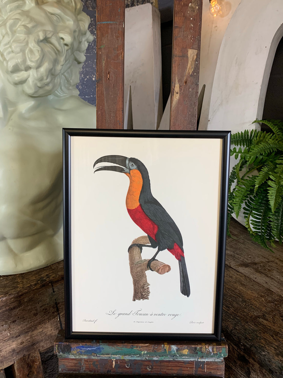 Rare exotic bird framed print 1796-1812- parrot, turaco, bird of paradise, 'tucan'