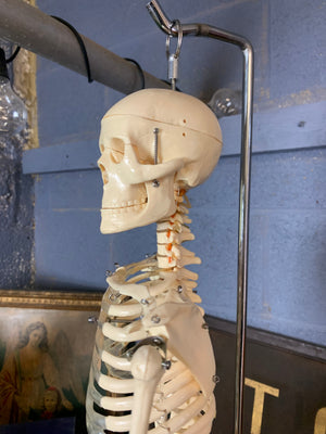 A half-sized anatomical skeleton model on metal stand