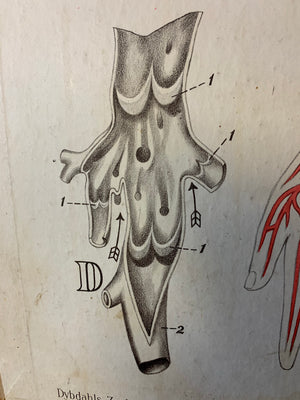 An early anatomical teaching chart by H Aschehoug and Co, Oslo