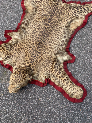 A Victorian taxidermy leopard rug