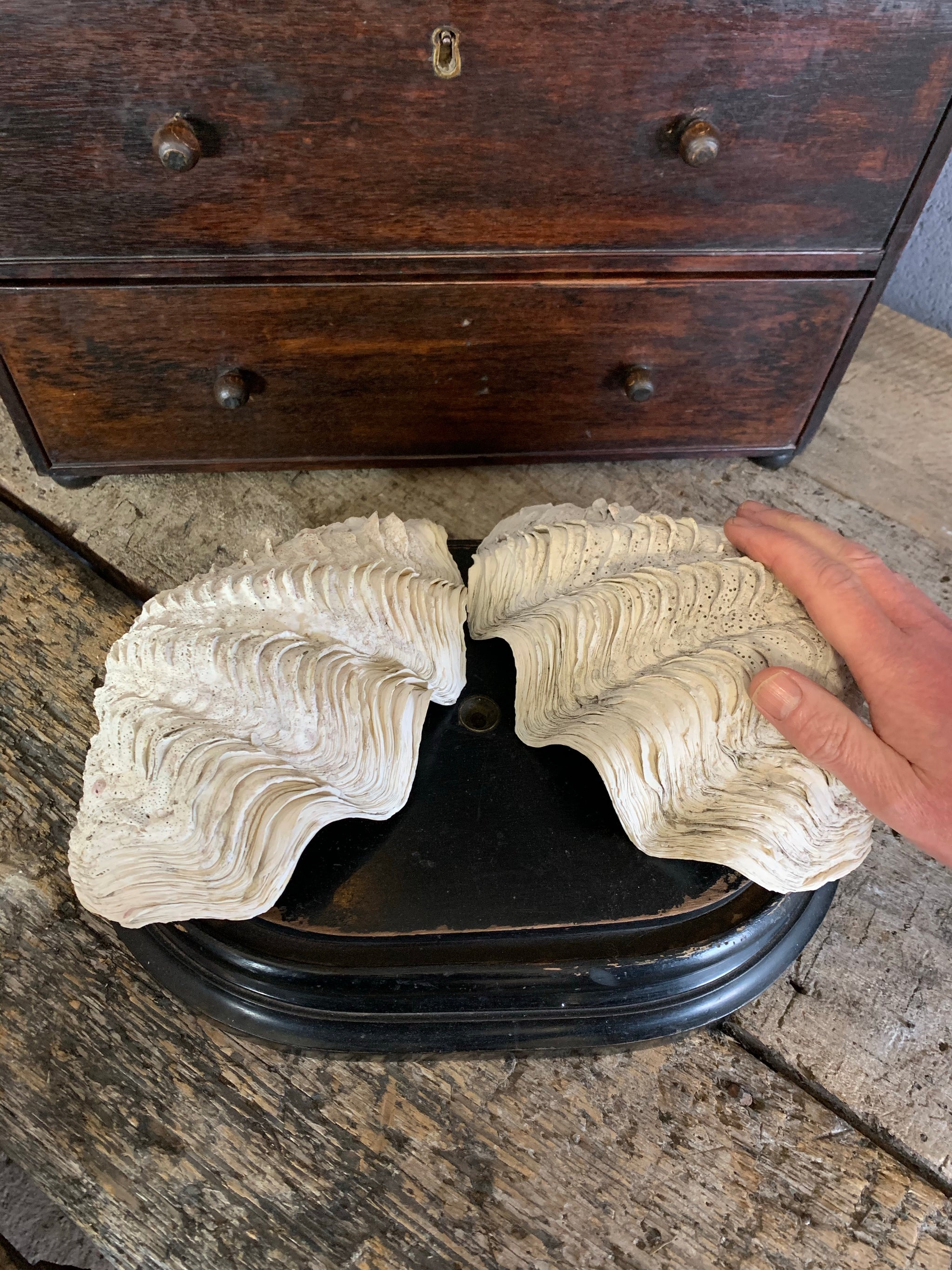 A pair of giant clam shells - Belle and Beast Emporium