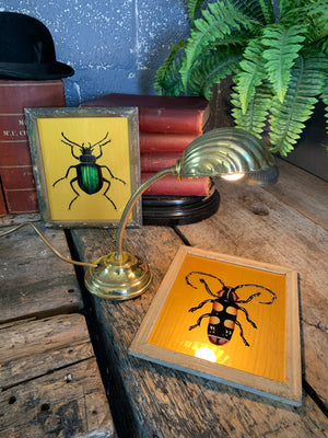 A pair of reverse-painted glass pictures of beetles
