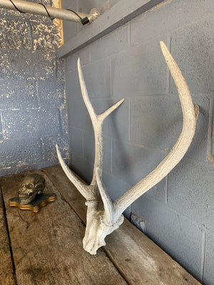 A pair of large white six point antlers