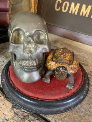 An Edwardian taxidermy tortoise snuff box