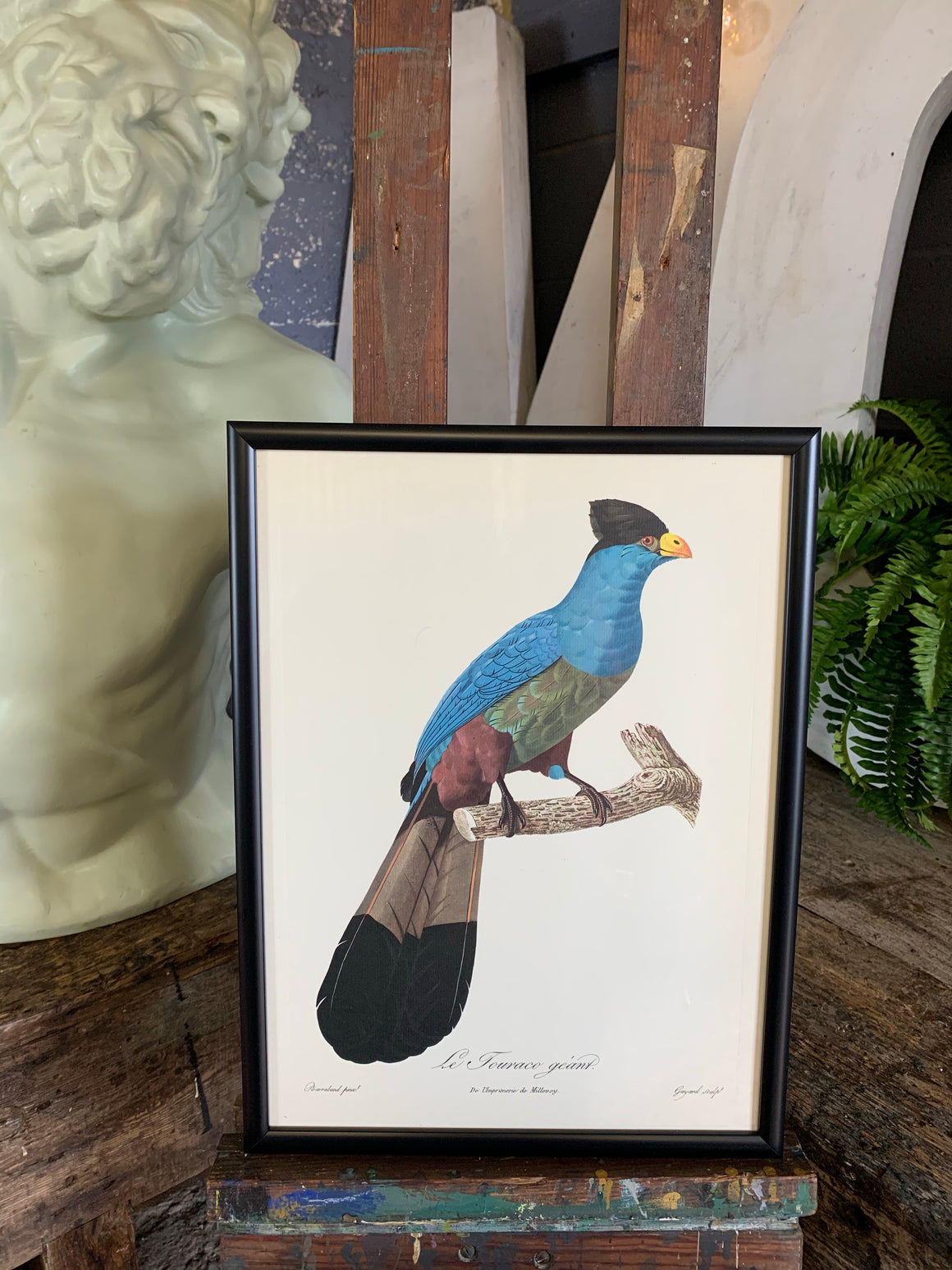 Rare exotic bird framed print 1796-1812- parrot, turaco, bird of paradise, 'tucan'