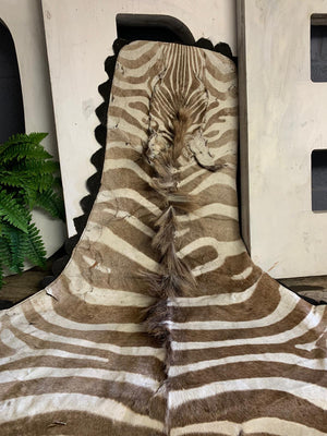 A large taxidermy zebra skin rug