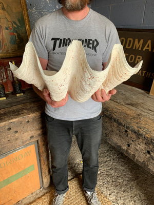 A giant clam shell specimen (Tridacna gigas)- 59cm