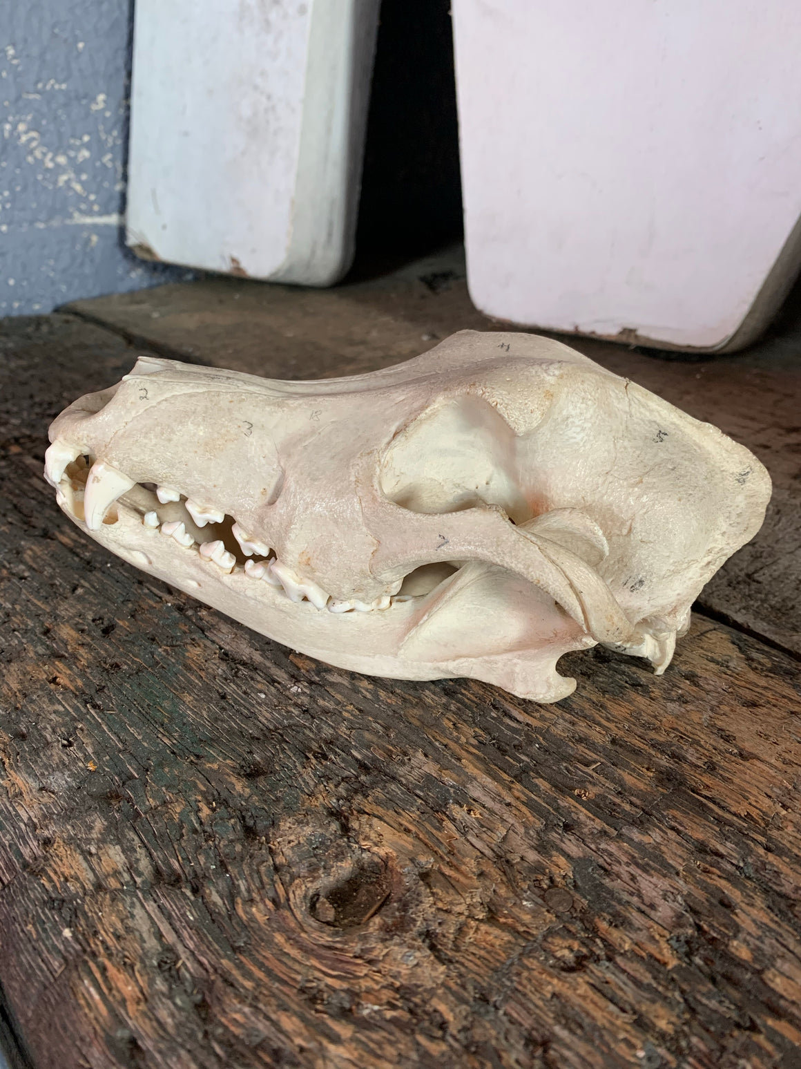 A teaching dog skull specimen