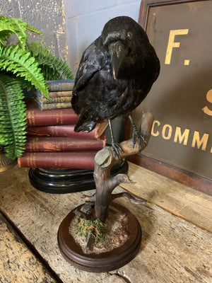 A taxidermy crow on a wooden stand