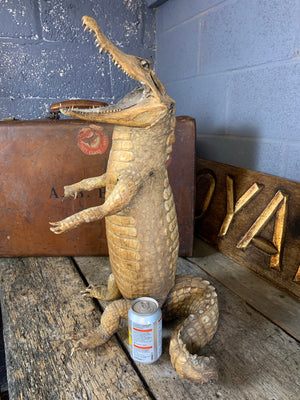 A large anthropomorphic taxidermy crocodile "butler"