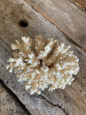 A large twig coral natural history specimen