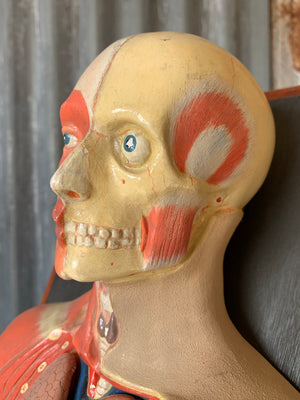 An early anatomical model by Deyrolle of Paris