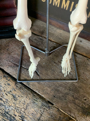 A half-sized anatomical skeleton model on metal stand