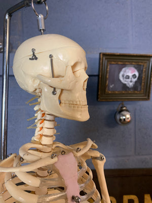 A half-sized anatomical skeleton model on metal stand