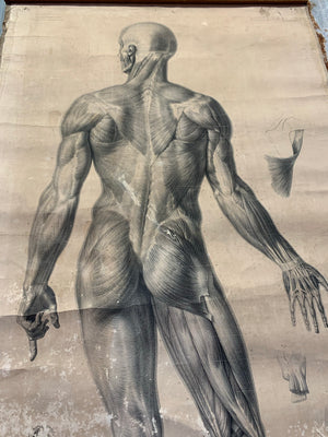 A large Bourgery et Jacob anatomical ecorche wall chart - 1836