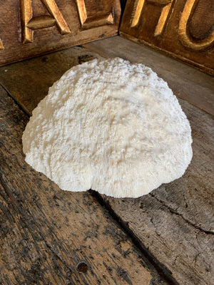 A very large white mushroom coral natural history specimen