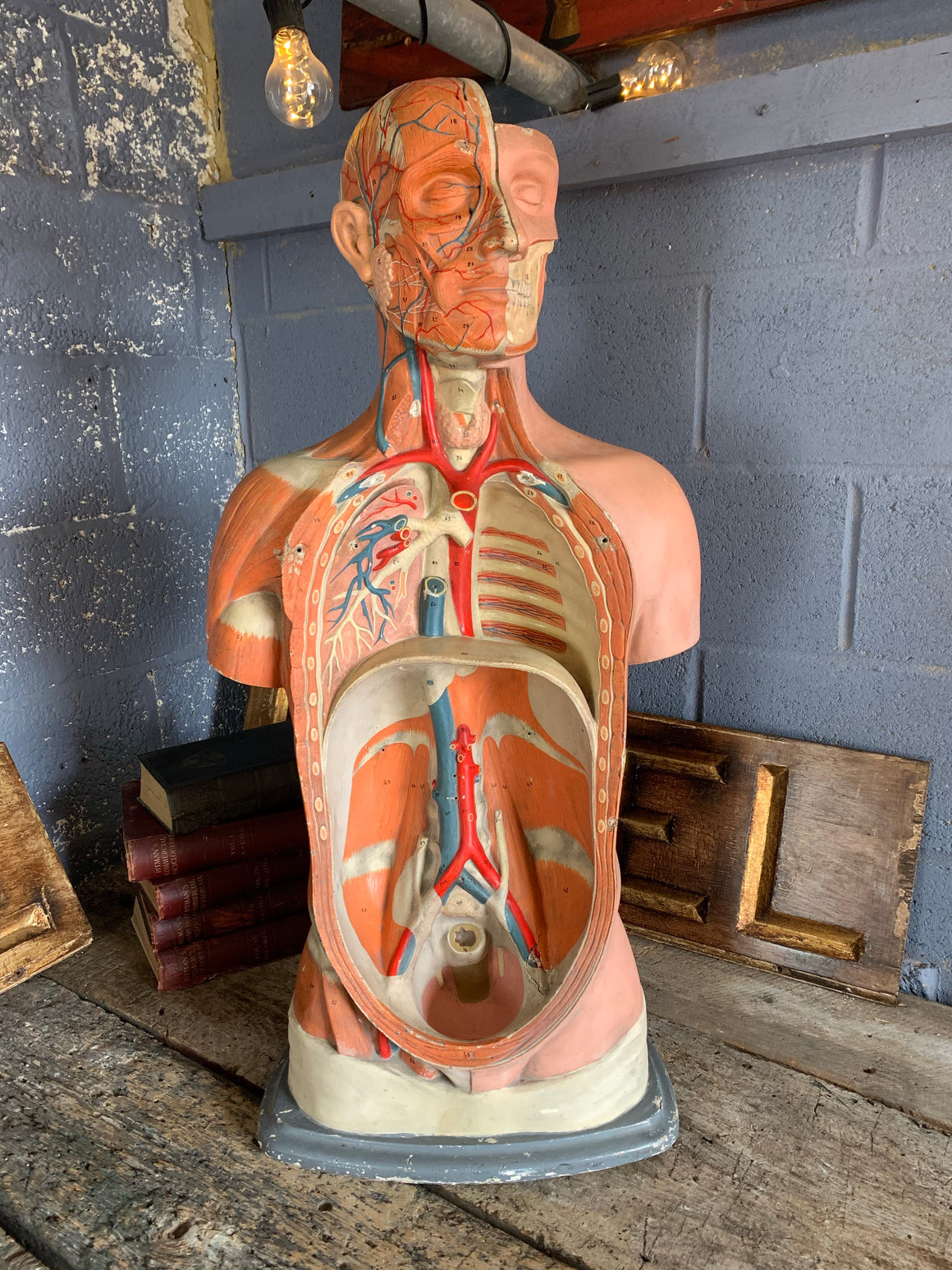 An early anatomical model of the torso