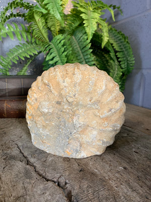 A large cretaceous ammonite fossil - 16cm / 3.31kg