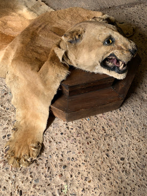 A Victorian taxidermy lion skin rug with full head