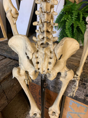 An antique anatomical skeleton model on a metal stand
